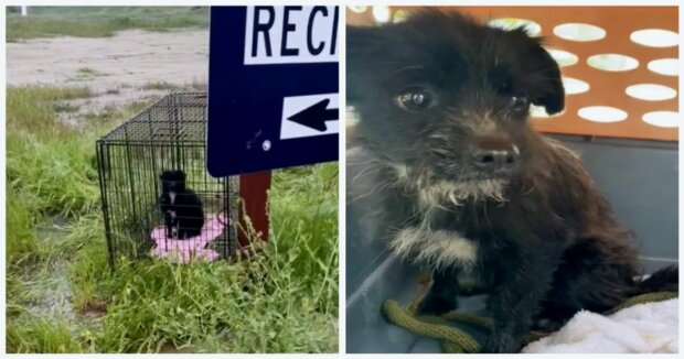 Ein kleiner Hund, der allein auf einer Müllhalde zurückgelassen wurde, trifft auf einen Menschen, der ihm Barmherzigkeit erweist