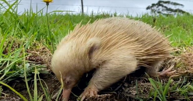 Ein weißer Ameisenigel wurde in einer australischen Stadt gesichtet: Bilder des seltenen Tieres