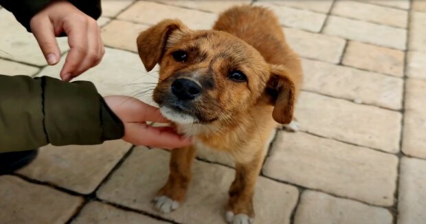 Der Junge lief drei Kilometer mit seinem Hund auf dem Arm, um das Leben des Babys zu retten