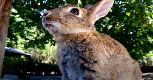 Verfolgt Menschen und beißt: Anwohner beschweren sich über aggressives Kaninchen