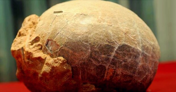 In China wurde ein Dinosaurierei mit gut erhaltenem Embryo entdeckt: Der Fund ist zwischen 65 und 72 Millionen Jahren alt