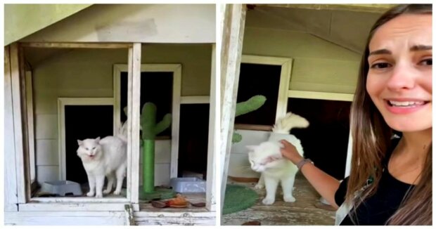 Das Mädchen fand einen verlassenen Kater, der traurig im Hühnerstall saß, und nahm ihn mit nach Hause