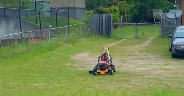 Ein Mann beobachtete einen Hund beim Rasenmähen und hielt diesen seltenen Anblick mit seiner Kamera fest