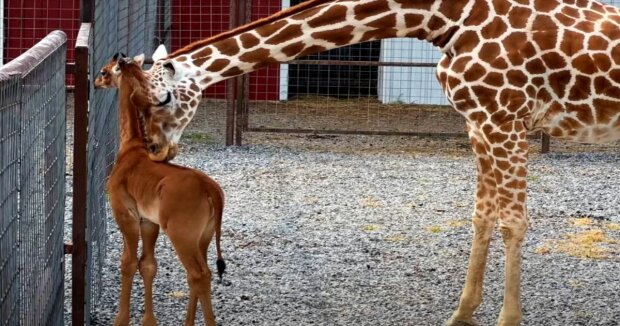 Ohne einen einzigen Fleck: Die weltweit erste ungewöhnliche Giraffe, die in Afrika gesichtet wurde