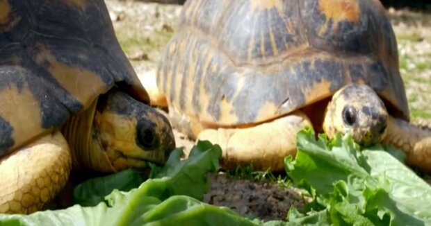 Das Schildkrötenmännchen wurde mit 90 Jahren zum ersten Mal Vater: Foto einer großen Familie