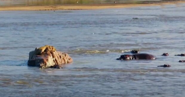 Der Löwe wanderte in fremdes Territorium und blieb mitten im Fluss stecken, umgeben von wütenden Flusspferden