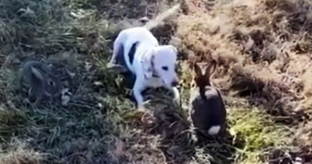 Ein Jagdhund stieß im Wald auf ein Kaninchen und zeigte ihm seine ganze Freundlichkeit: Sein Besitzer teilte die Aufnahmen