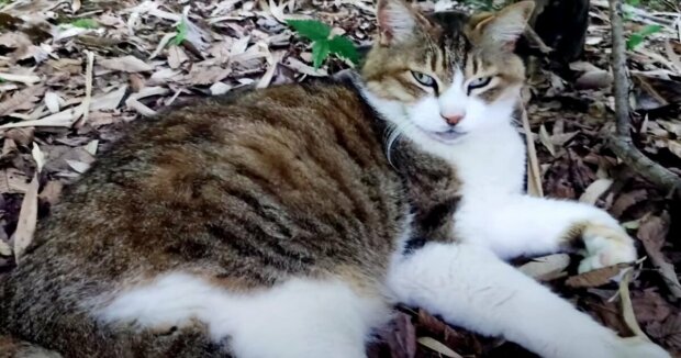 Eine Frau nahm einen streunenden Kater von der Straße, bevor der Nachtfrost einsetzte, und ließ ihn in ihrem Haus