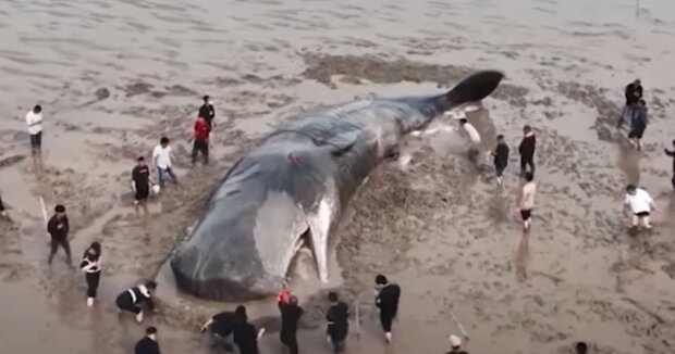 Fischer retteten einen 3 Meter langen Pottwal: Das riesige Tier lag 740 Meter vom Meer entfernt am Strand