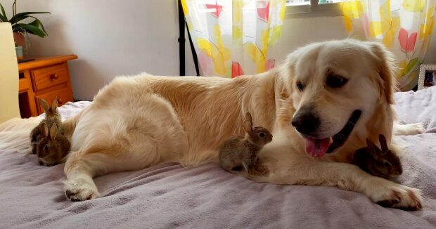 Der gefühlvolle Golden Retriever glaubt, er sei der Vater von vier verwaisten Kaninchen: süße Aufnahmen