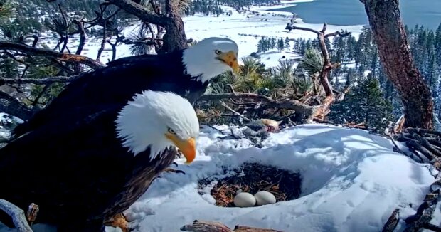 Der Bauer tauschte die Eier von Adler und Henne und beobachtete, wie sie sich verhalten würden, wenn die Küken schlüpften