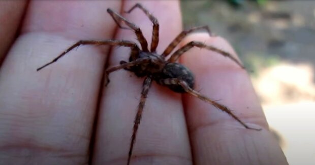 In den Höhlen Israels wurden Spinnen mit einer seltsamen physiologischen Eigenschaft gefunden