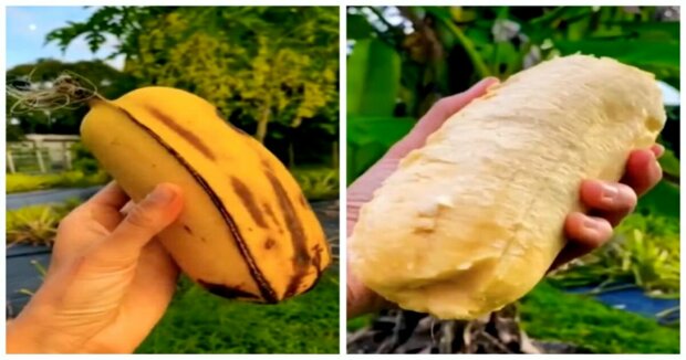 Ein Bauer fand bei der Ernte einen Baum mit handgroßen Bananen