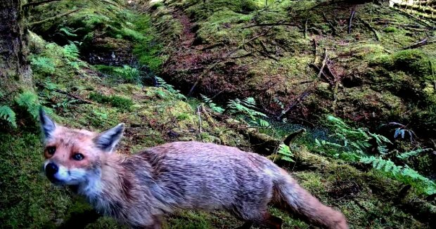 Der Mann installierte eine Kamera im Wald und der Fuchs interessierte sich sofort dafür