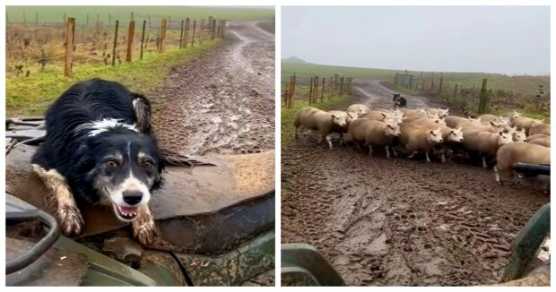 Der Hund lernte, die Schafherde zum Gehege geschickt zu führen