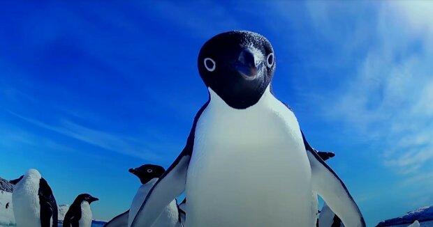 Pinguine betrachten sich zum ersten Mal im Spiegel und zeigen Anzeichen von Selbstbewusstsein