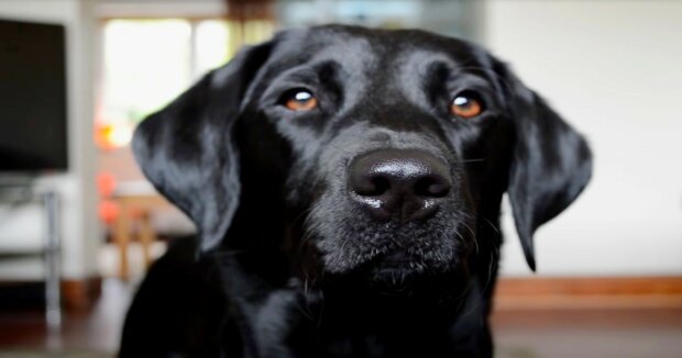 Labrador rettet jedes Mal seine Halterin, die bis zu 25 Mal am Tag das Bewusstsein verlieren kann