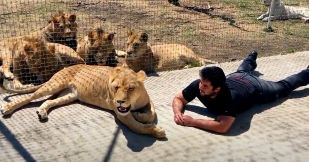 Die Löwin sieht zum ersten Mal seit 7 Jahren den Tierarzt, der sie gerettet hat: ein herzliches Treffen