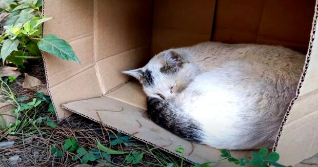 Der obdachlose Kater schlief in der Kälte in einer Kiste: eine gute Frau bemerkte das Tier rechtzeitig und kümmerte sich um es