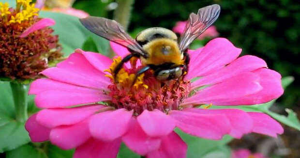 Entomologen haben gezeigt, ob Bienen in der Dunkelheit fliegen können