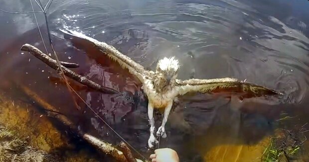Der Falke verhedderte sich in der Angelschnur und konnte sich nicht bewegen: ein Fischer sah ihn und beschloss zu helfen