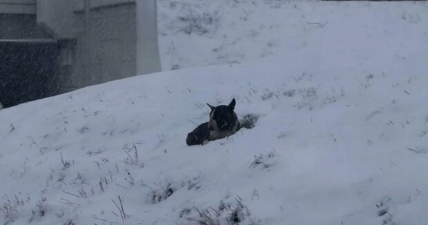 Ein Autofahrer sah einen schwarzen Klumpen im Schnee, der vor Kälte zitterte, und kam ihm zu Hilfe