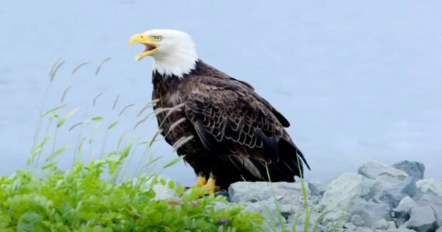 Schwangere Frau hatte keine Angst, ihren Hund vor einem Adler zu retten: eine Rettungsgeschichte