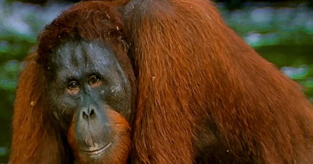 Ein Orang-Utan kam einem Mann zu Hilfe, der im Dschungel in einen Sumpf gefallen war