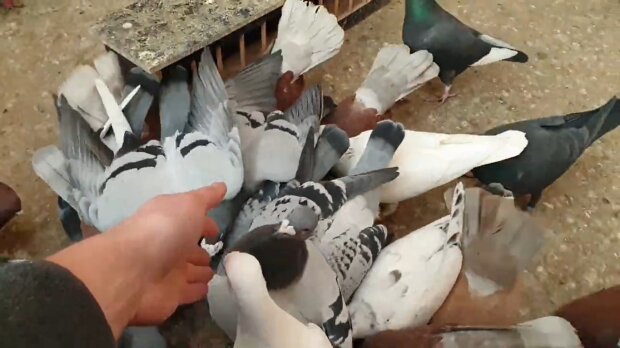 Warum die Taube auf den Balkon geflogen ist und was sie bedeutet: Omen des Volkes