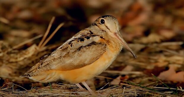 In der Lage, Licht zu reflektieren: Zoologen haben den Vogel mit den weißesten Federn auf der Welt genannt