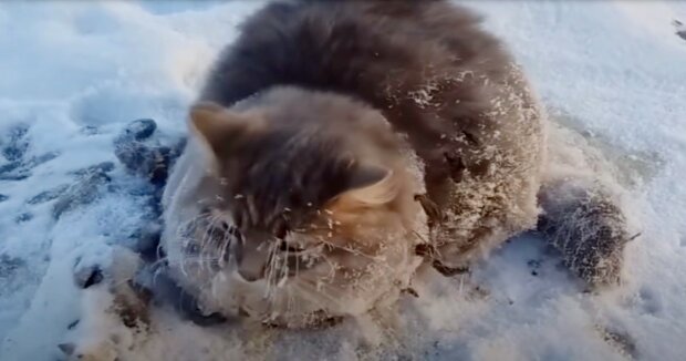 Die Menschen bemerkten einen Kater, der regungslos im Schnee lag, und kamen ihm zu Hilfe