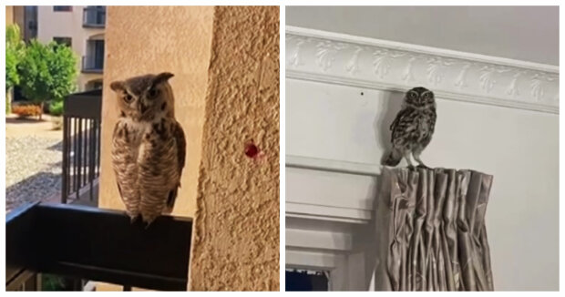 Eine kleine Eule besucht jeden Tag einen Mann: Der Vogel verbringt gerne Zeit in dem großen Haus