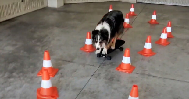 Mann bringt Hund Skateboardfahren bei: Vierbeiner liebt sein neues Hobby