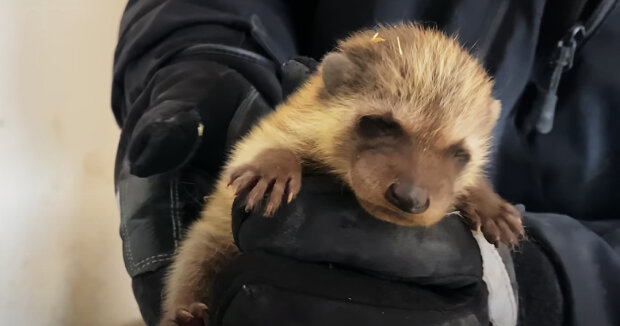 Eine Frau hörte Geräusche vom Dach ihres Schlafzimmers und rief die Rettungskräfte: eine Stunde später wurden vier Babys gefunden