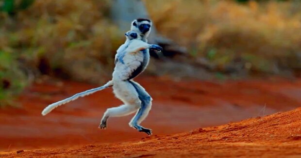 Zum ersten Mal wurde in einem Zoo ein Lemur geboren, der “tanzen” kann