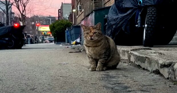 Menschen sahen eine Katze mitten auf einer stark befahrenen Straße: Das Tier bewegte sich nicht