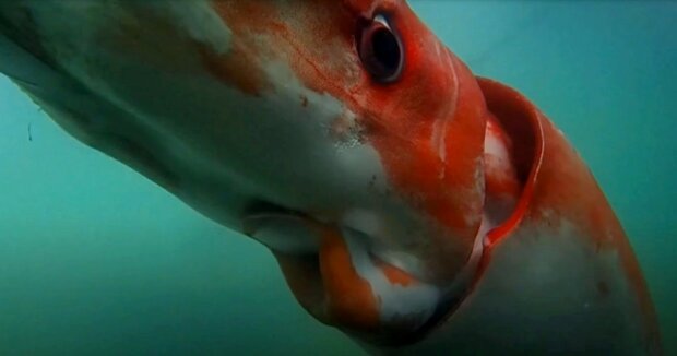 In einer Tiefe von 30 Metern bemerkten die Taucher einen Tentakel: eine Sekunde später tauchte ein 4 Meter langer Tintenfisch aus der Dunkelheit auf