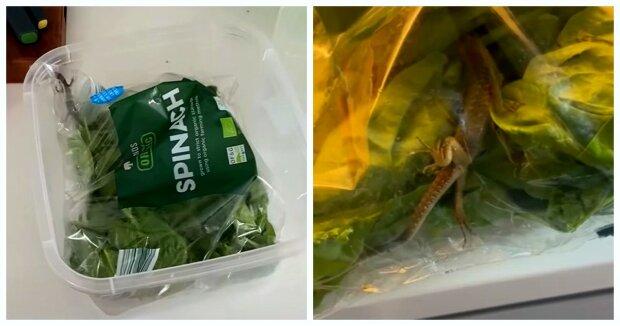 Ein Paar kaufte im Supermarkt eine Packung Salat und fand darin nach 7 Tagen ein Lebewesen