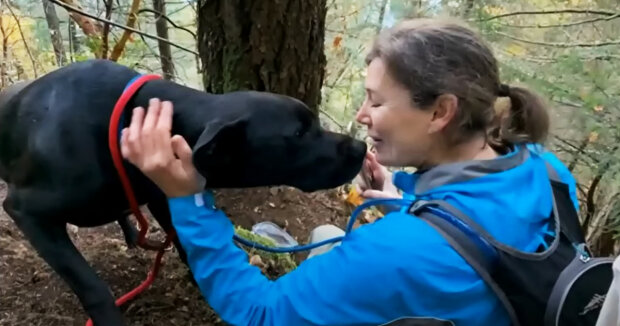 Es wurde immer kälter: Frau suchte ihren Hund, der von zu Hause weglief und einen Berg hinunterstürzte