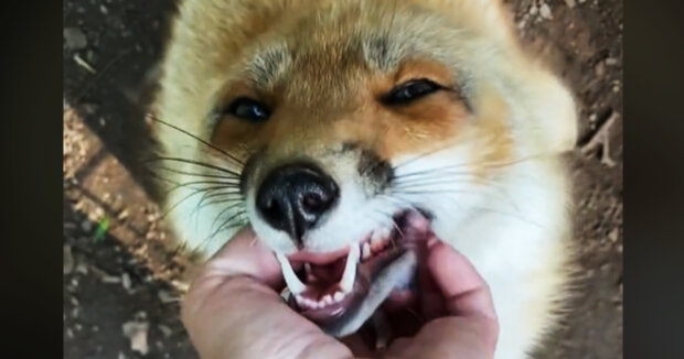 Eine Frau kümmert sich um wilde Tiere, unter anderem um einen Fuchs, der ihr gerne Liebe und Zuneigung zeigt