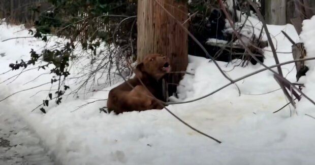 Der erfrorene Welpe lag im Schnee und wartete lange auf Hilfe