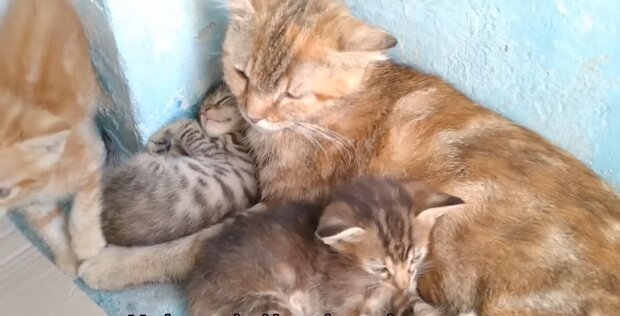 Nach einem Sturm bietet eine streunende Katze den Menschen, die sie füttern, einen wunderbaren Vertrauensbeweis an