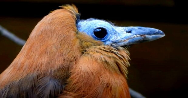 Der Balzgesang dieses Vogels gilt als einer der seltsamsten Klänge in der Tierwelt: seltene Aufnahmen