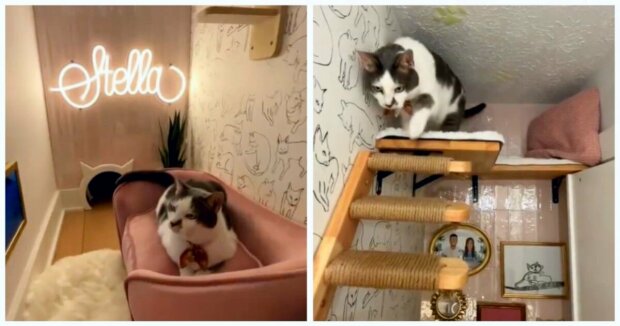 Jede Katze wird sich über solche Fürsorge freuen: Die Halter haben für ihr geliebtes Haustier ein separates Zimmer im Haus eingerichtet