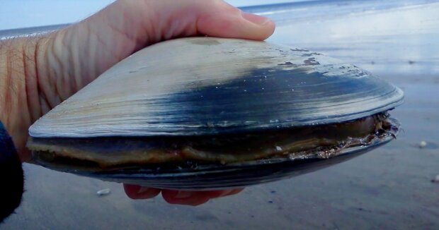 Riesenmuschel: Am Strand wurde eine große Muschel entdeckt, die über 200 Jahre alt ist