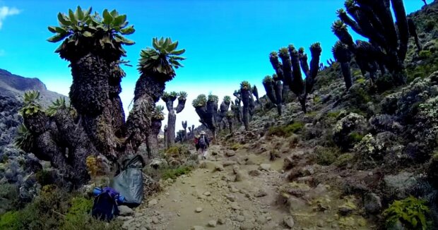 Am Hang des Kilimandscharo wurde ein seltsamer Wald mit prähistorischen Bäumen entdeckt, in dem Dinosaurier umherstreifen konnten