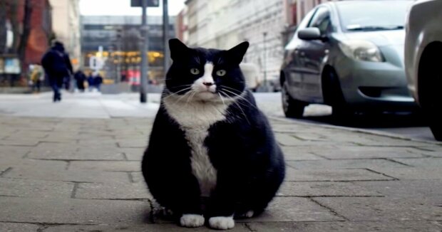 Ein Straßenkater ist in einer polnischen Stadt zur beliebtesten Touristenattraktion geworden: Die Leute kommen extra, um ihn zu streicheln