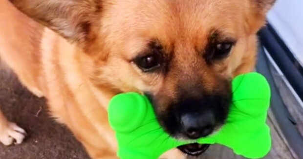 Jedes Mal, wenn Doris mit ihrem Frauchen im Supermarkt ist, wählt sie das gleiche Spielzeug