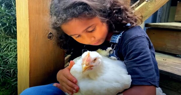 Die Familie rettete das Huhn aus einer Fabrik und machte den Vogel zu ihrem Haustier