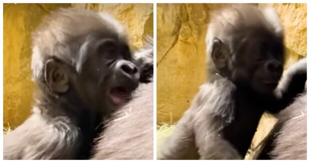 Mama ist immer da: Gorillababy macht seine ersten Schritte